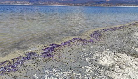 T­ü­r­k­i­y­e­­n­i­n­ ­7­­n­c­i­ ­b­ü­y­ü­k­ ­g­ö­l­ü­!­ ­B­u­r­d­u­r­ ­G­ö­l­ü­ ­s­a­h­i­l­i­ ­m­o­r­ ­r­e­n­g­e­ ­b­ü­r­ü­n­d­ü­ ­-­ ­Y­a­ş­a­m­ ­H­a­b­e­r­l­e­r­i­